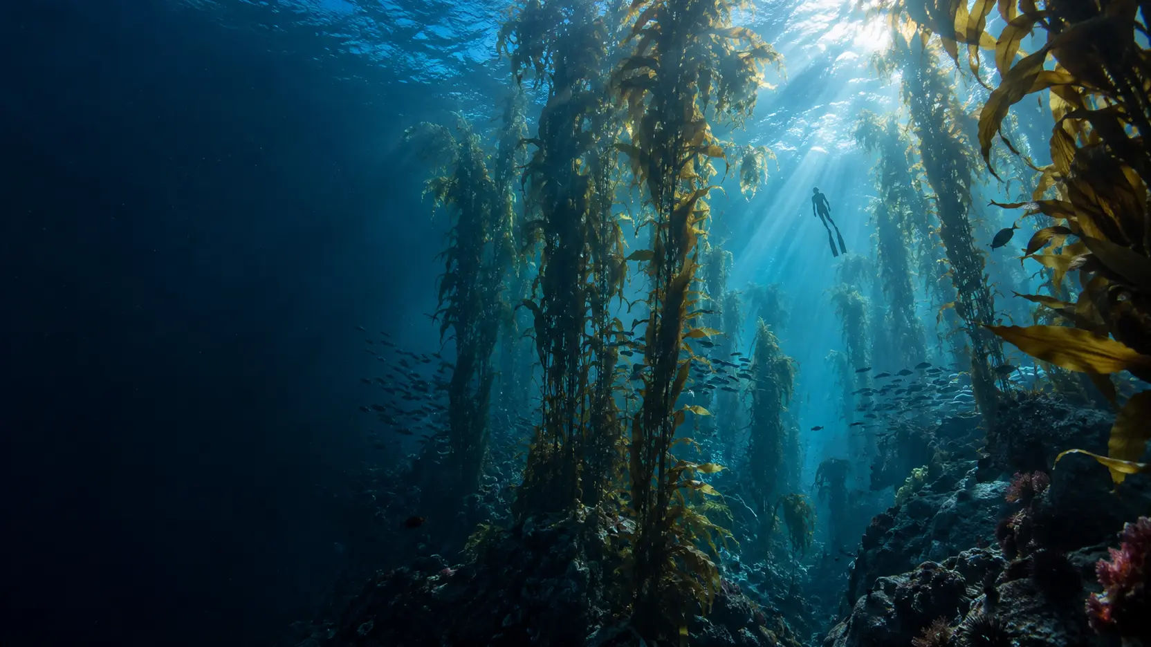 Healthy kelp forest beneath the ocean surface